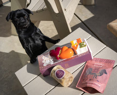 The Dog's Festive Table: What’s Safe and What to Avoid