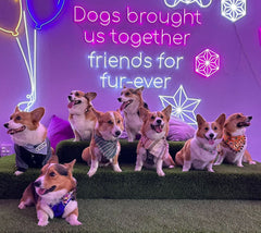10 Reasons to Celebrate Your Dog — birthday, adoption anniversary, successful training, and more