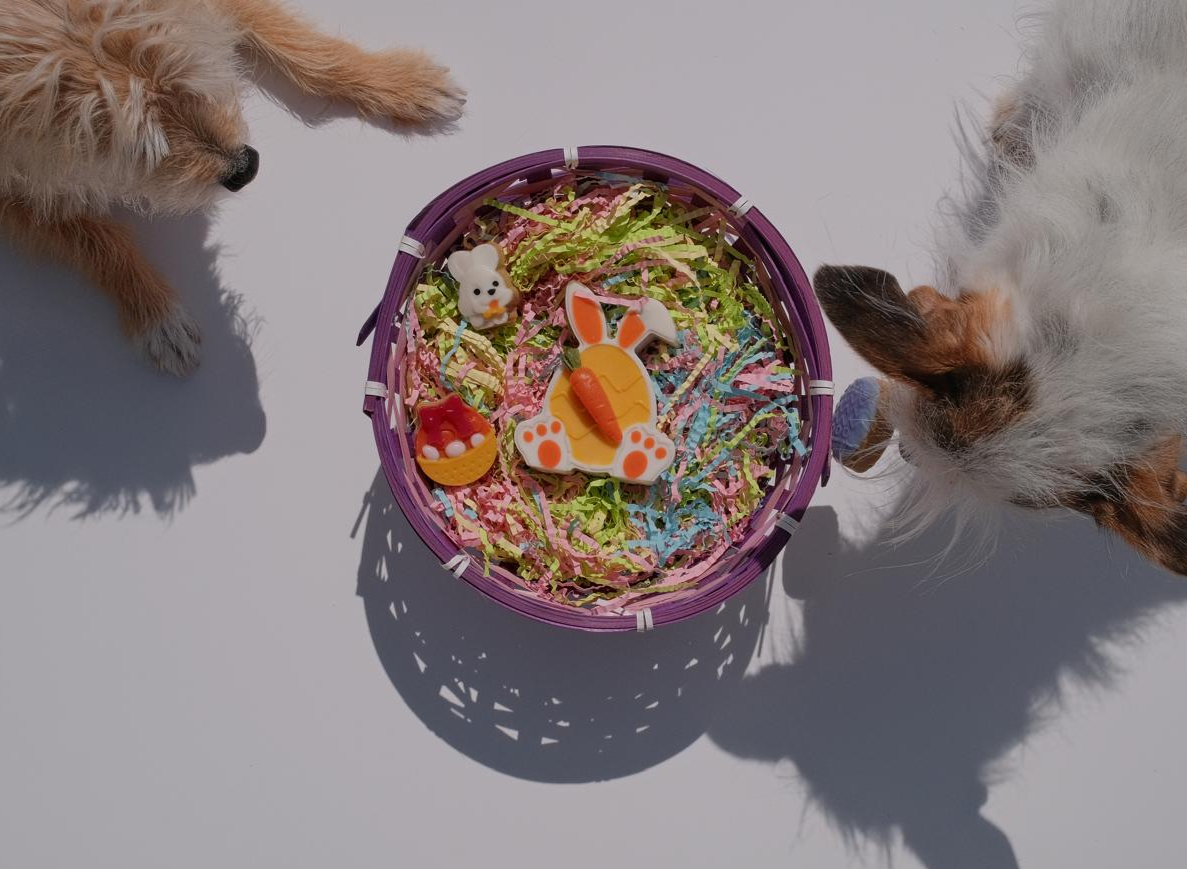 How to Throw the Perfect Dog Party — Theme, Decorations, and Treats