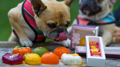 How Healthy Dog Desserts Influence Behavior and Well-Being