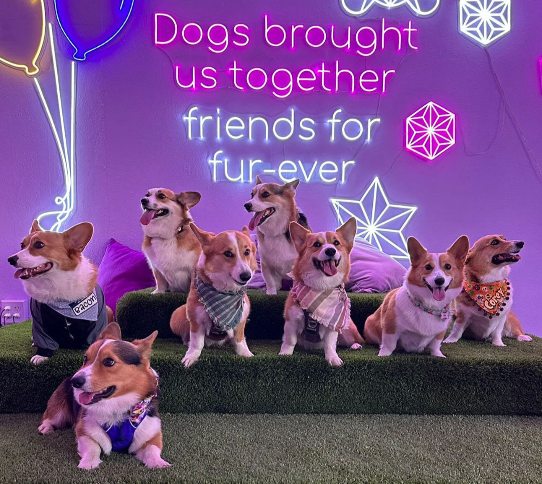 10 Reasons to Celebrate Your Dog — birthday, adoption anniversary, successful training, and more