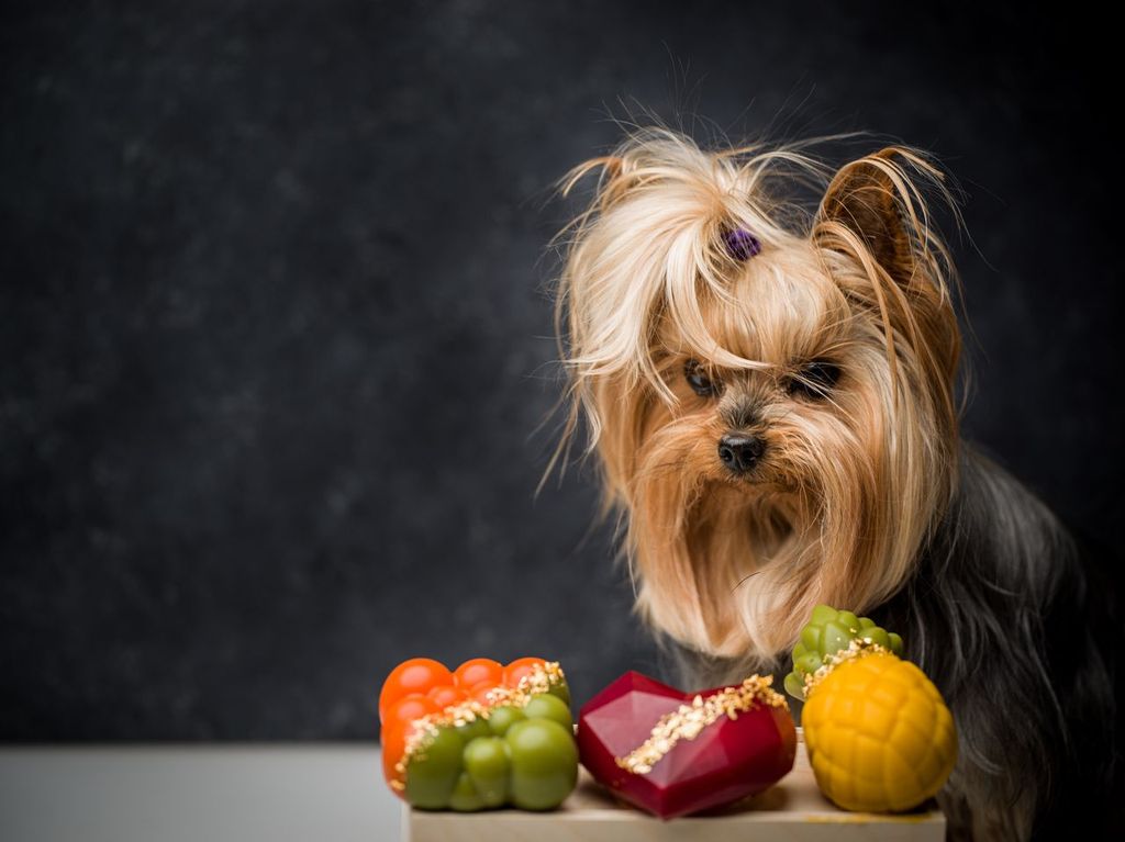 Healthy Treats: How to Combine Celebration and Wellness for Your Dog
