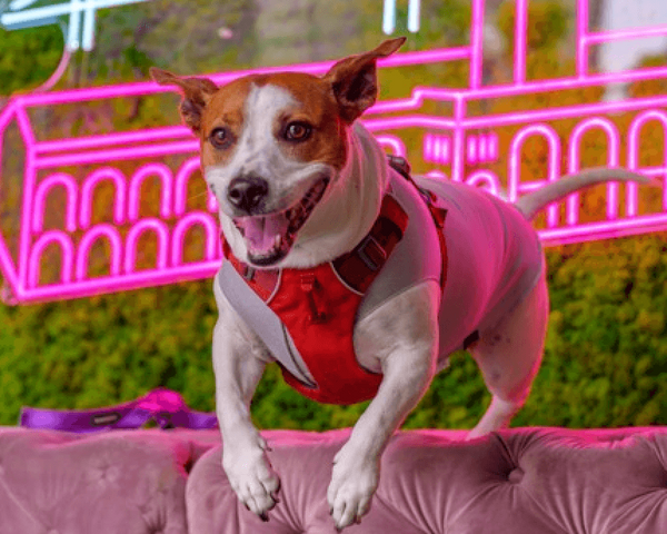 MISHKA Luxury Dog Boutique Birthday Cakes & treats for dogs