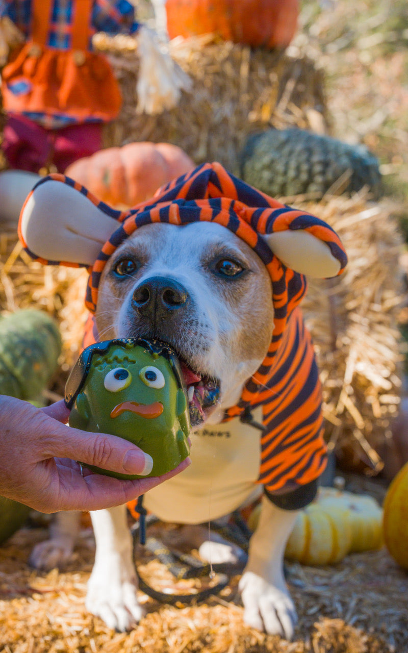 Dog in a tiger costume biting a green MISHKA Halloween Frankenstein cake